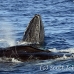 whale_humpback_sb_h_1275_dom1324.jpg